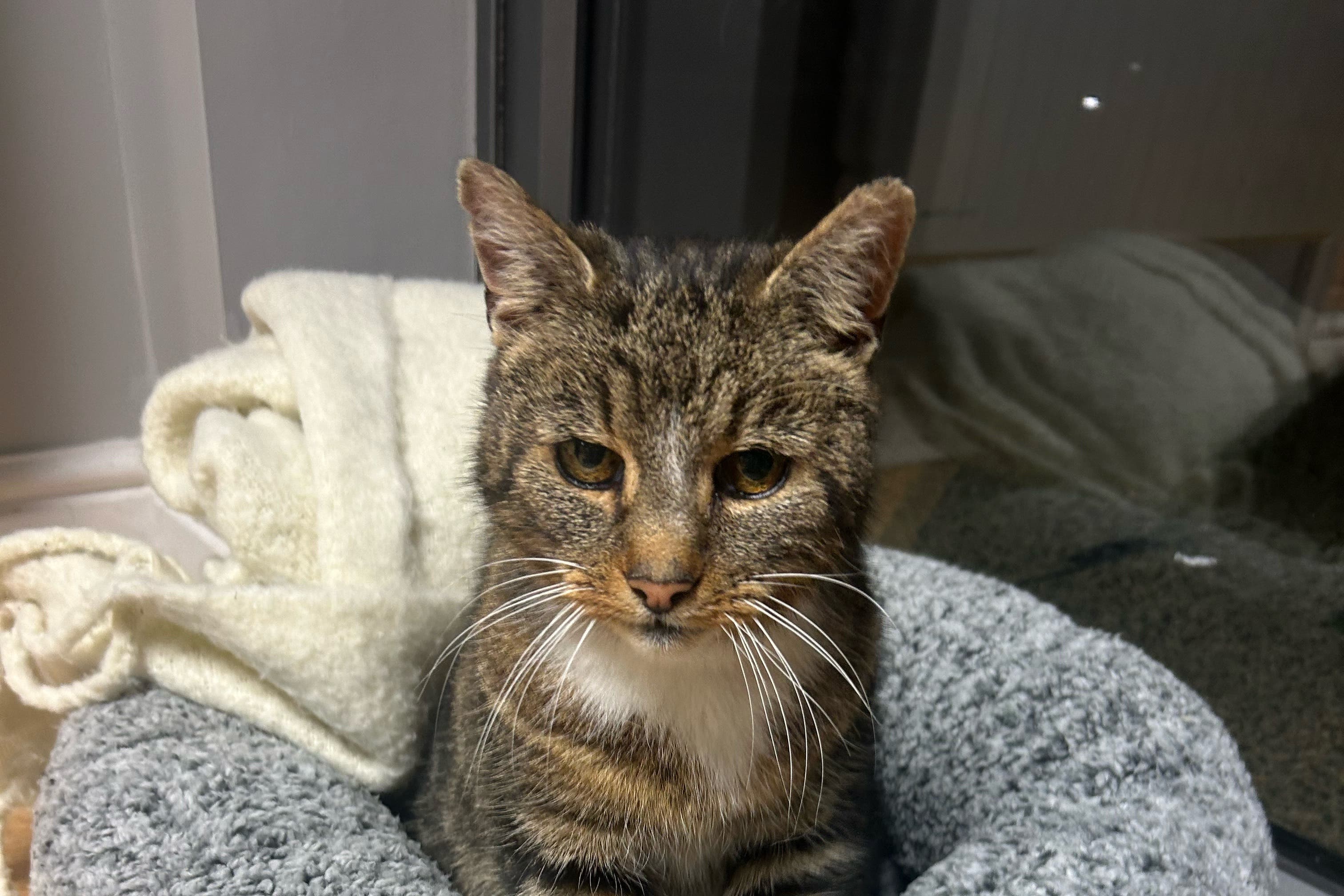 'Christmas miracle' for family as their cat returns after 11 years - Vimarsana News