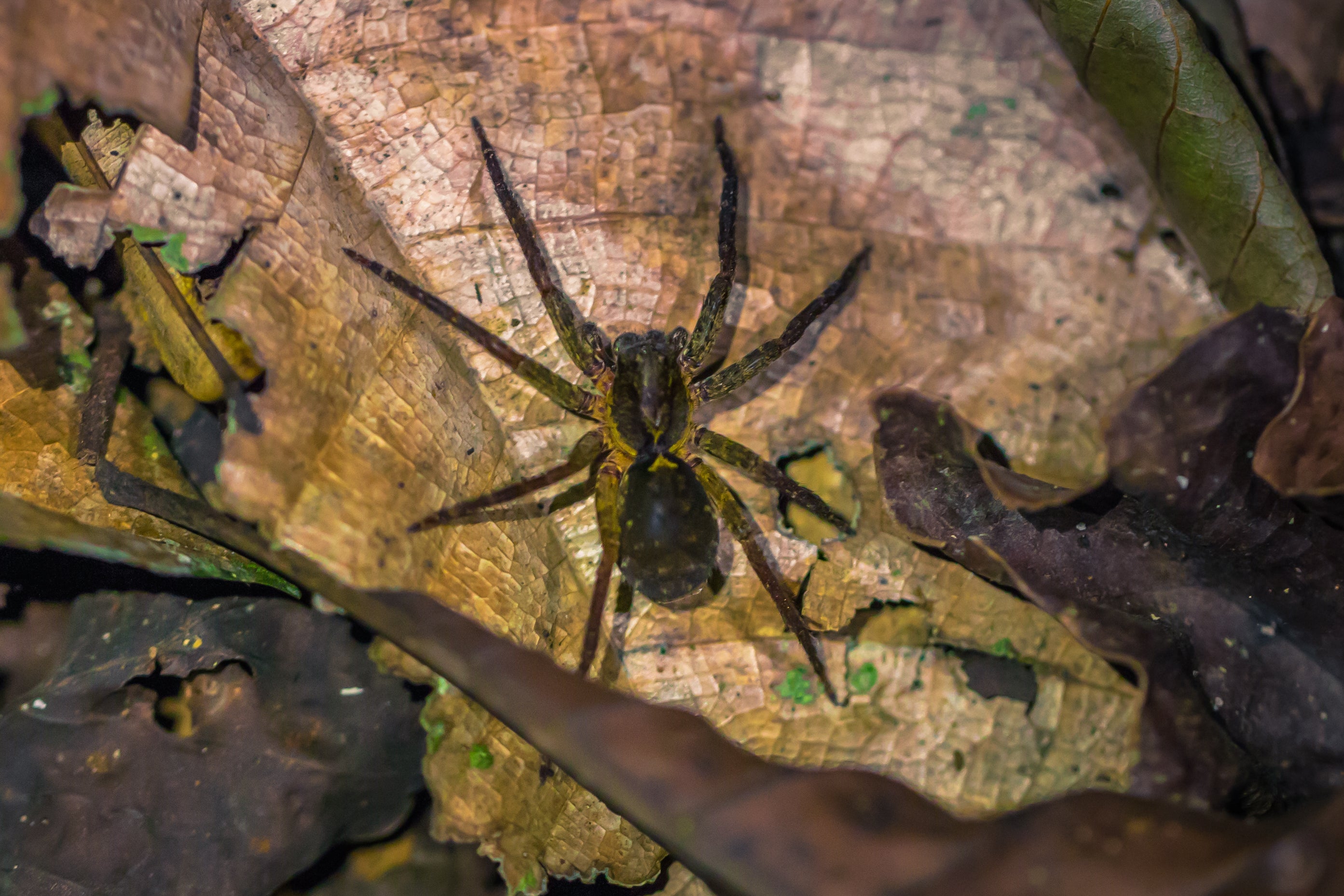 man-finds-out-blisters-from-shoes-are-wolf-spider-eggs-laid-in-his