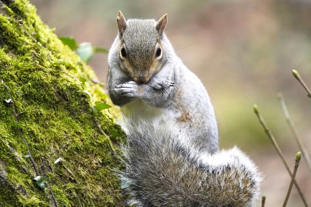 <p>A grey squirrel in Bushy park Dublin (Niall Carson/PA)</p>