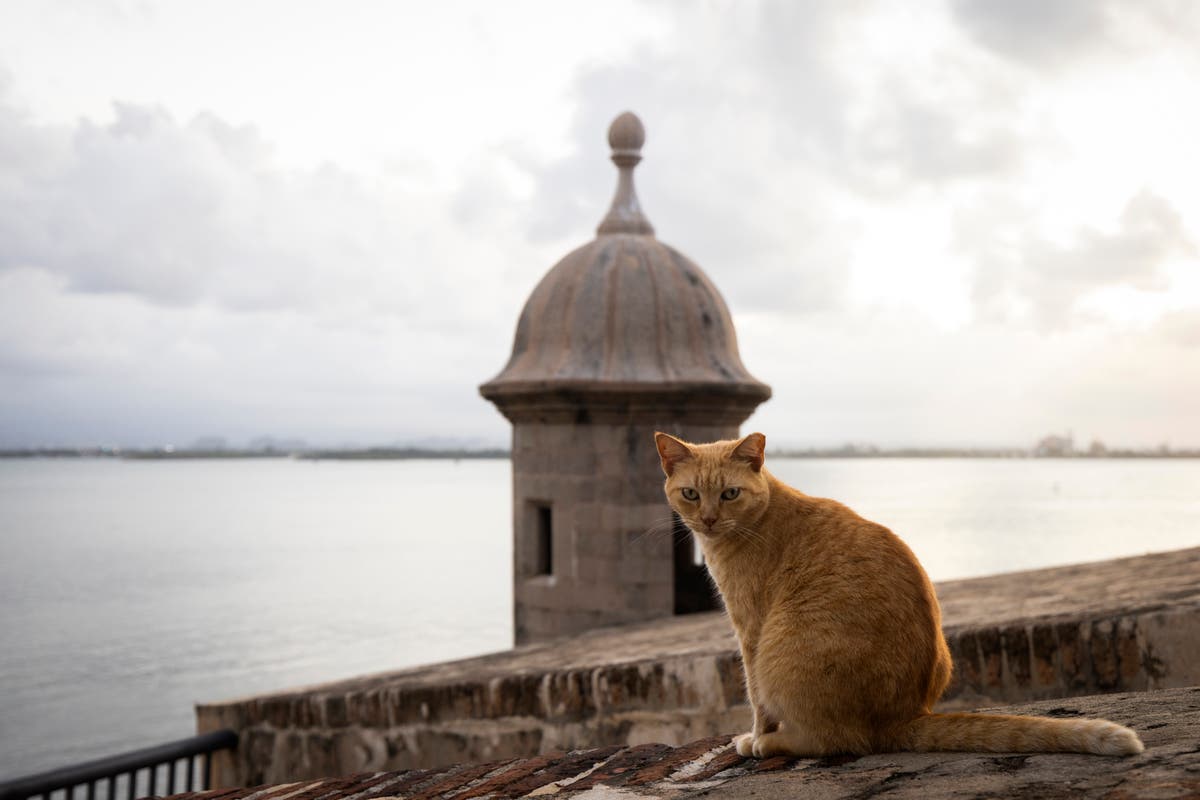 Известните бездомни котки на Пуерто Рико ще бъдат премахнати от територията около историческата крепост
