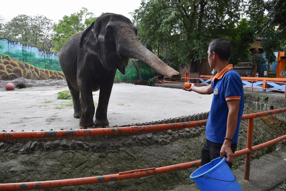 Mali : « L’éléphant le plus triste du monde », qui vivait seul au zoo de Manille pendant plus de 40 ans, est décédé