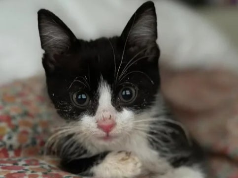 Stanley the kitten died suddently a day after his trip to the vet’s