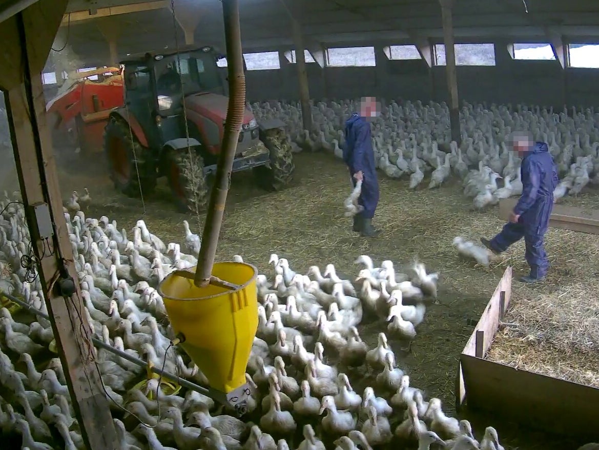 A worker kicks a duck in the video footage