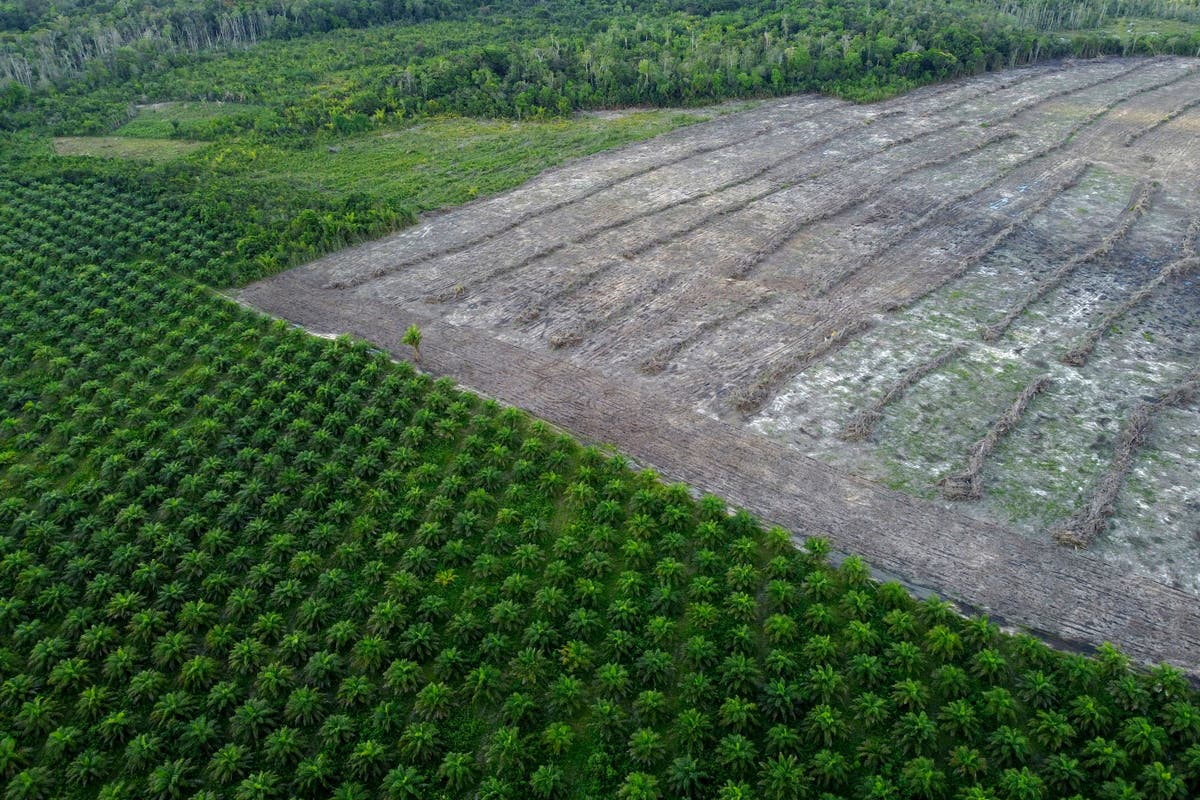 Government delays allowing commodities from deforestation to enter UK, says WWF