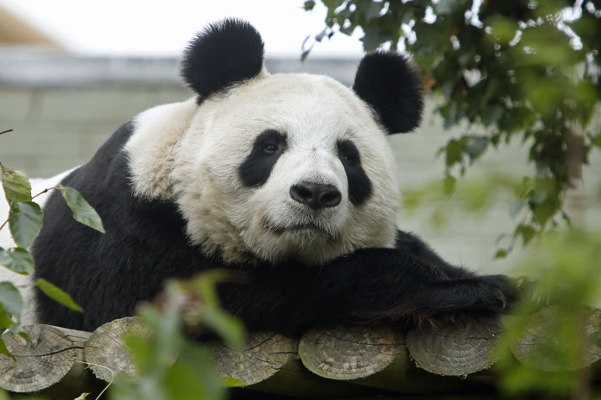 Единствените гигантски панди във Великобритания ще напуснат зоопарка в Единбург след 12-годишен престой
