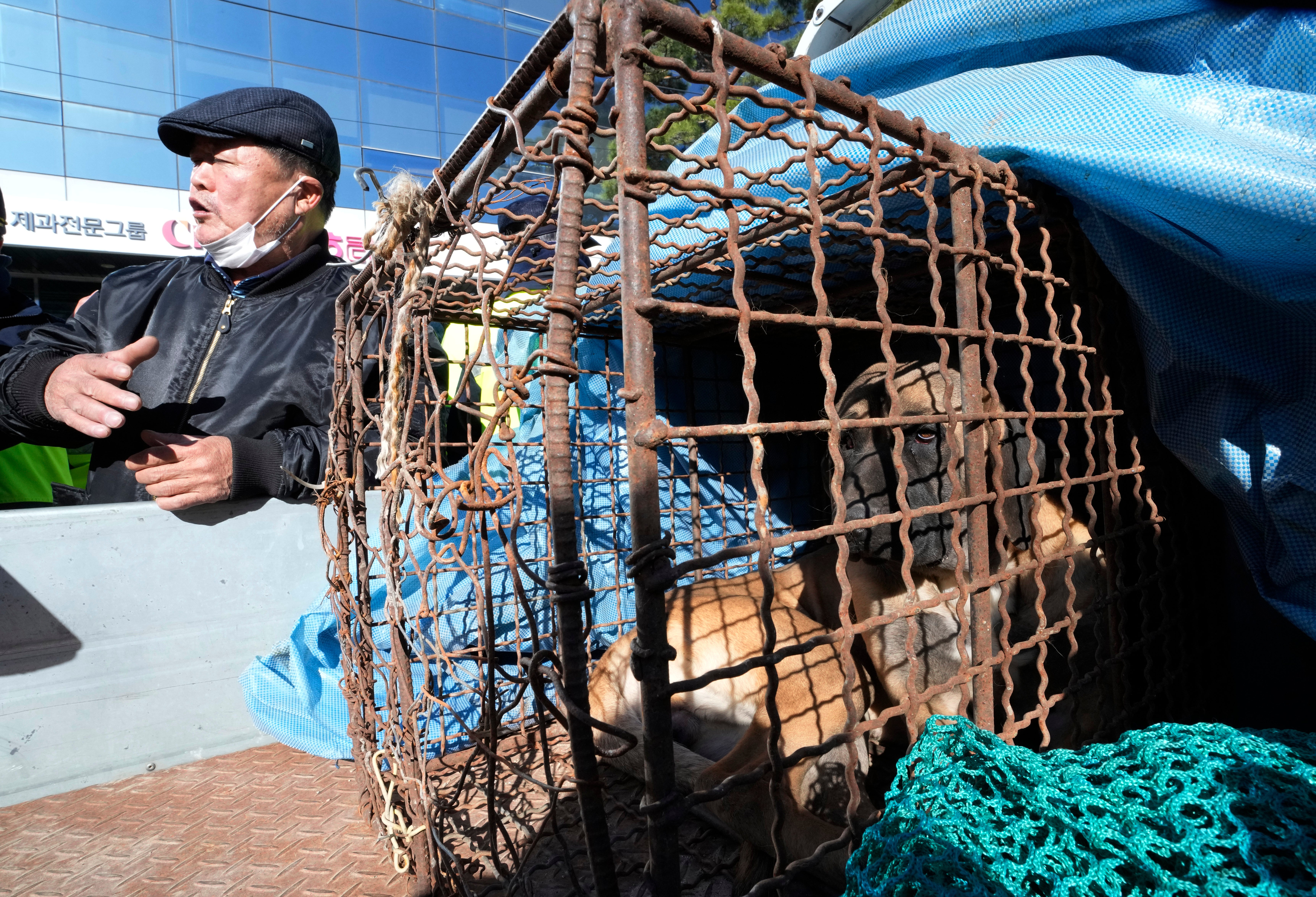 South Korea Dog Meat