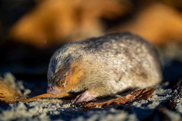 South Africa Rediscovered Mole