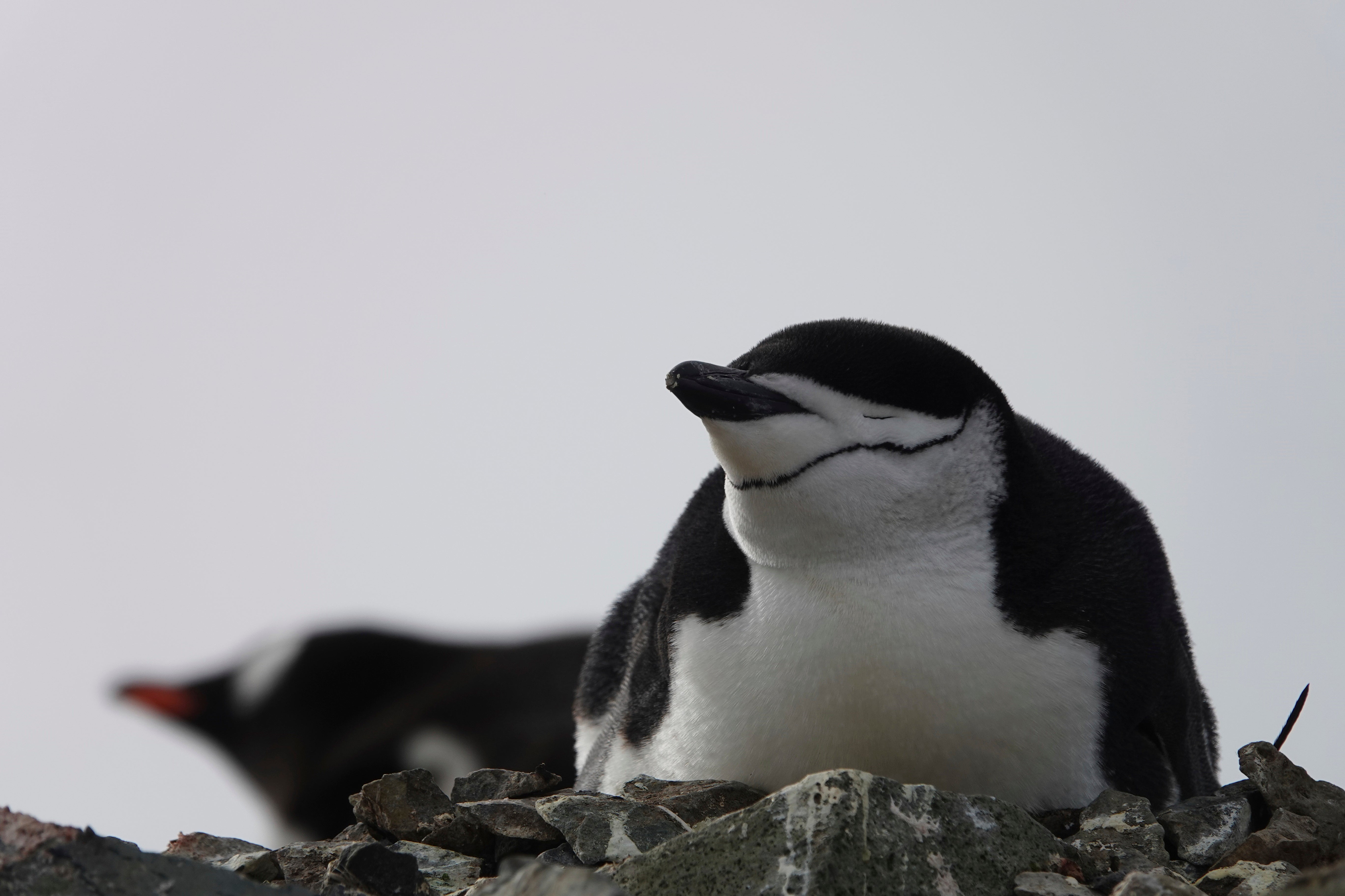 Penguin Parents Sleep For Just A Few Seconds At A Time To Guard ...