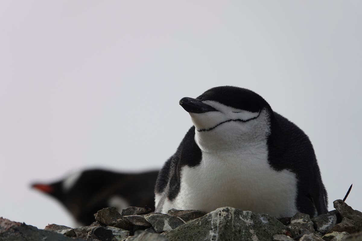 Родителите пингвини спят само по няколко секунди, за да пазят новородените, показва проучване