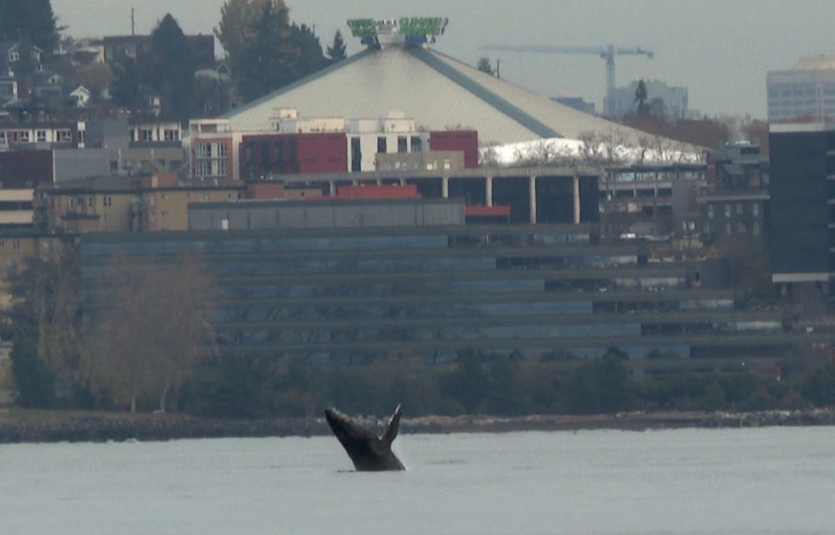 Млад гърбат кит изскочи от залива на Сиатъл, ослепително гледащите