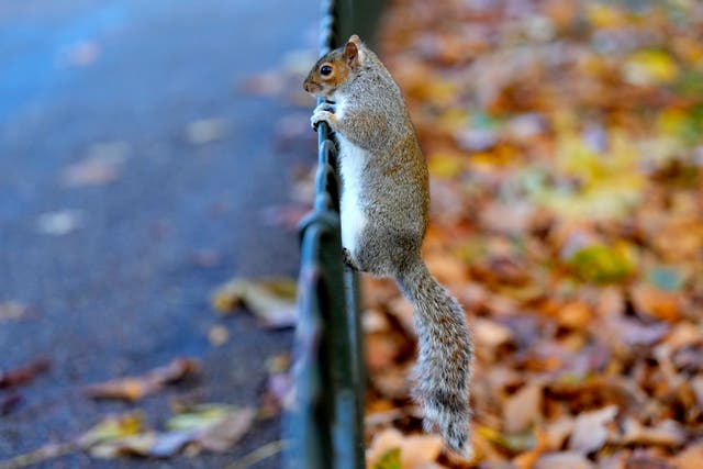 <p>A hungry squirrel on the look out for lunch </p>