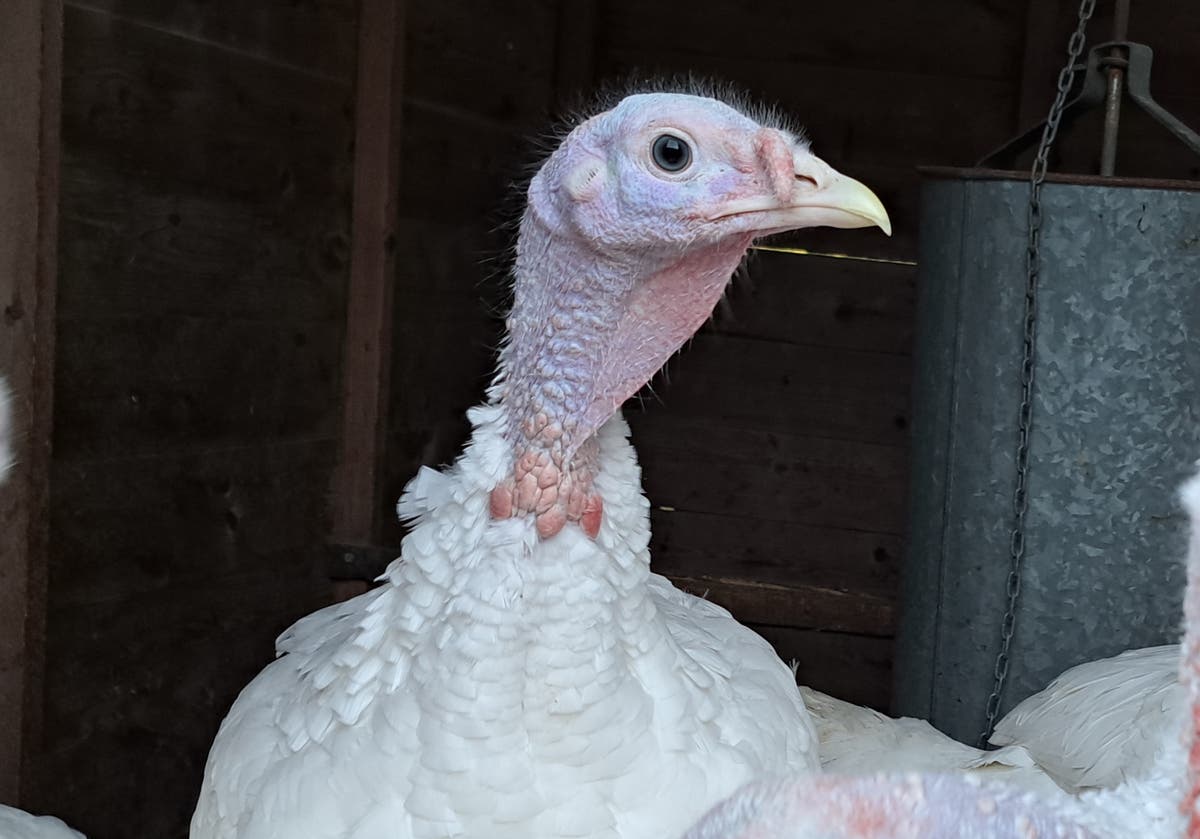 I had a disturbing dream about a turkey – and now Christmas is ruined