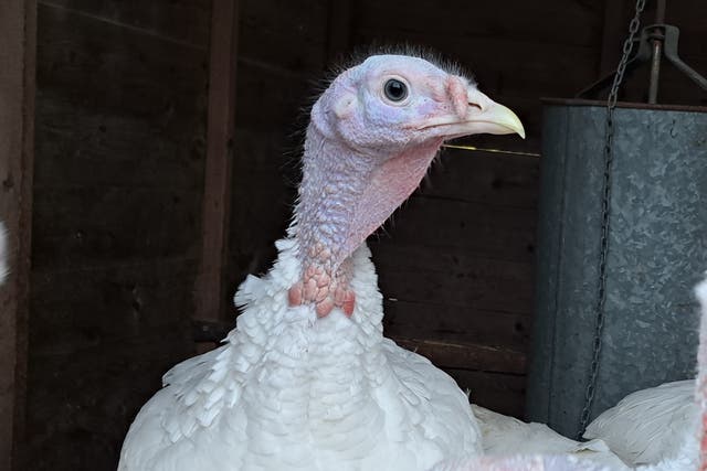 <p>‘A whole month ahead of Christmas I had the turkey dream’ </p>