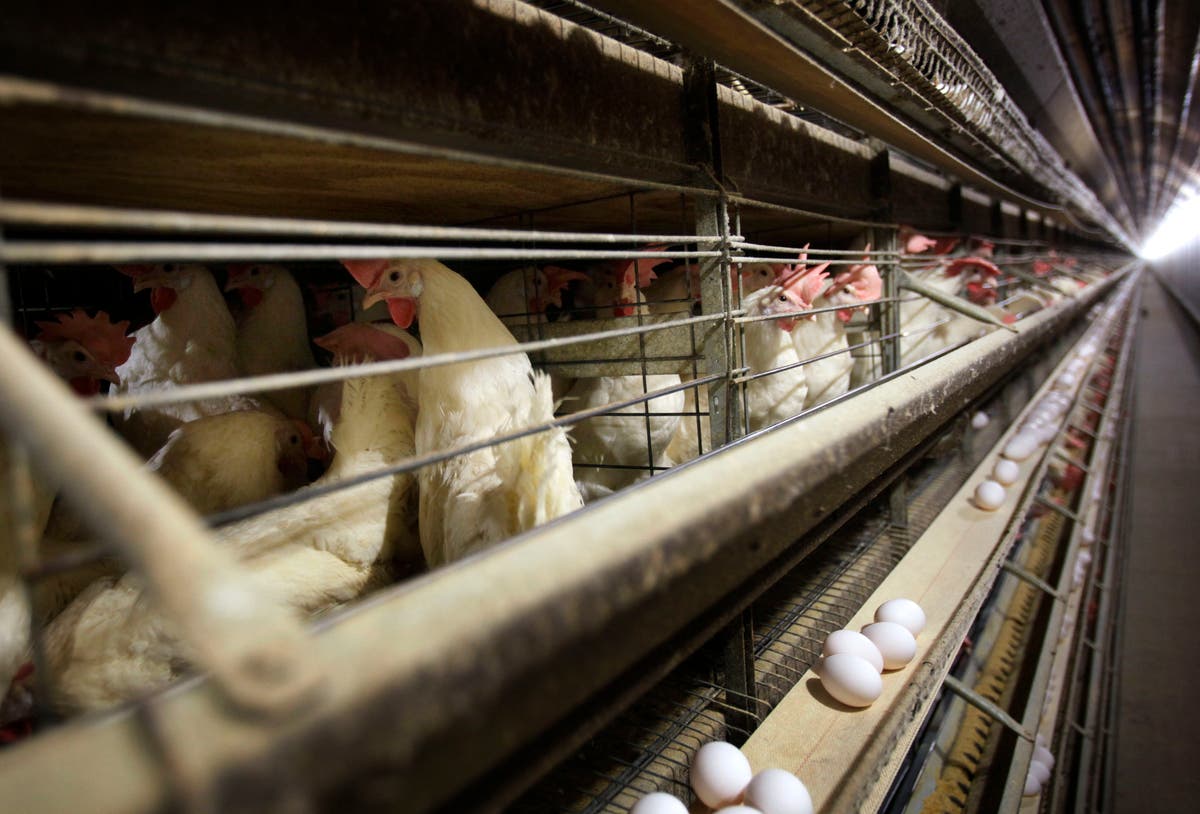 Журито нареди на доставчиците на яйца да платят 17,7 милиона долара обезщетение за повишаване на цените през 2000-те