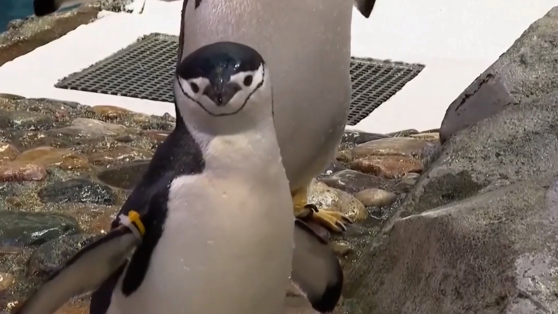 <p>Penguins discovered to nap 'thousands' of times every day</p>