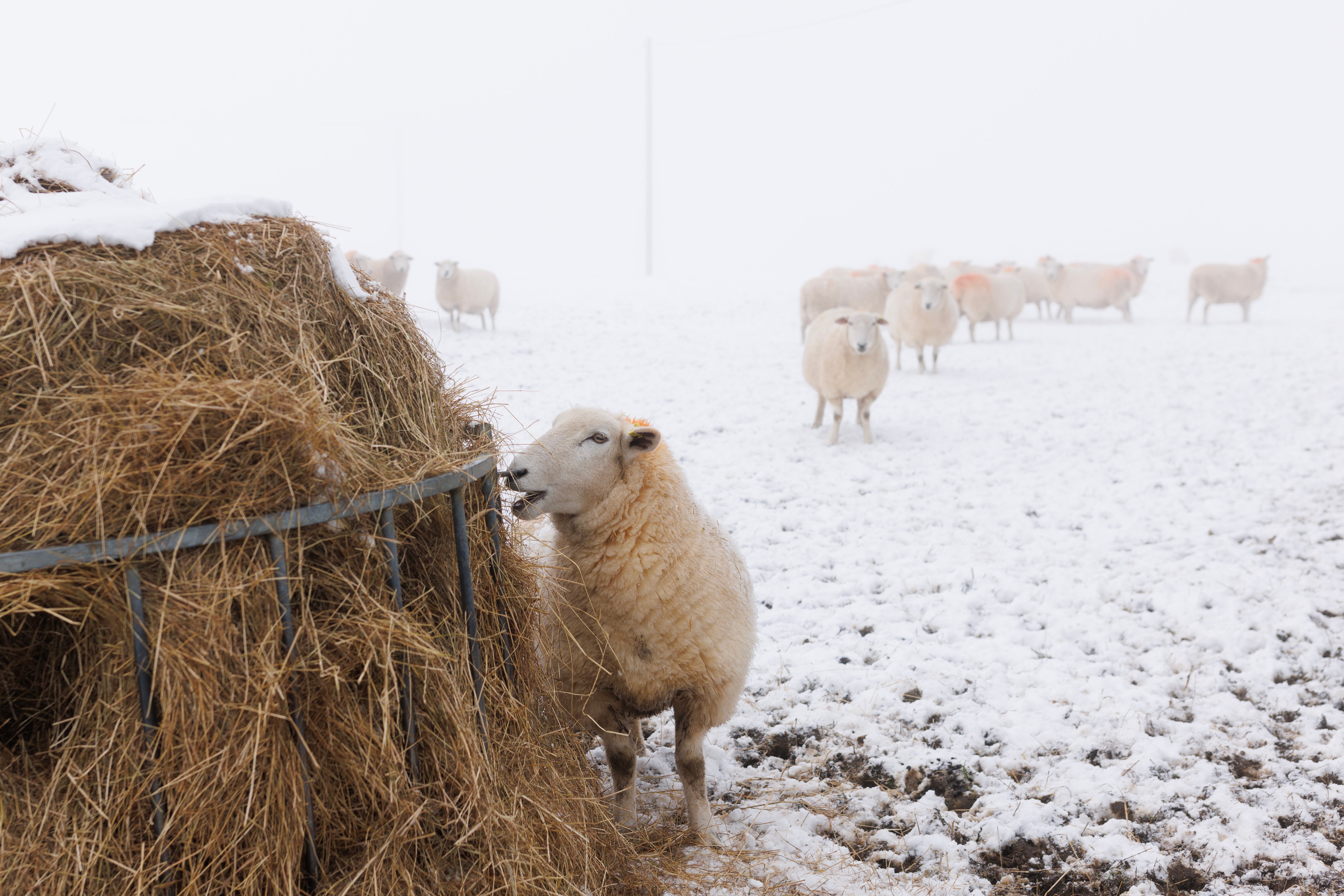 Sheep stand in a snow covered field in Kent Downs