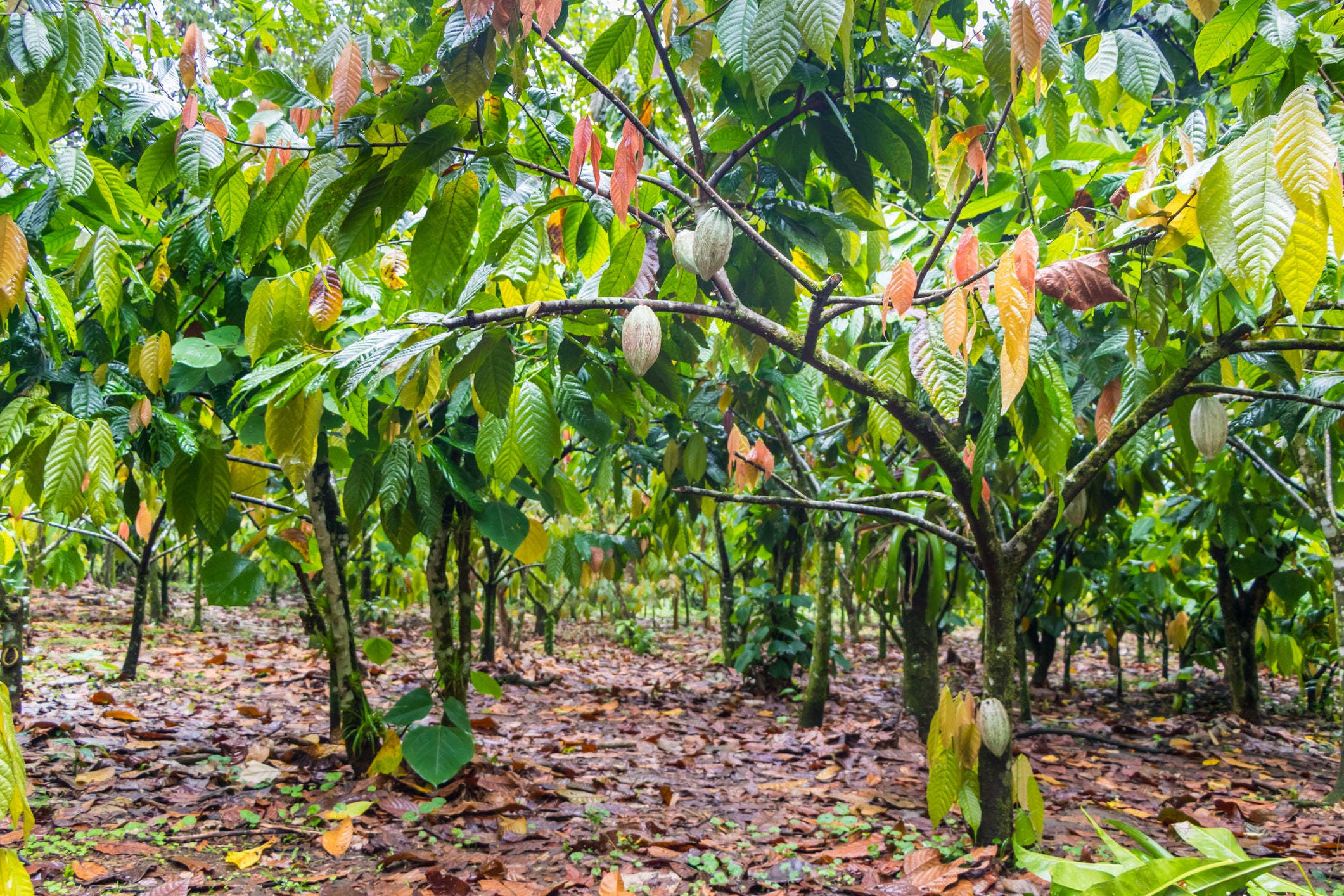 Around 60 per cent of the world’s cocoa comes from west Africa