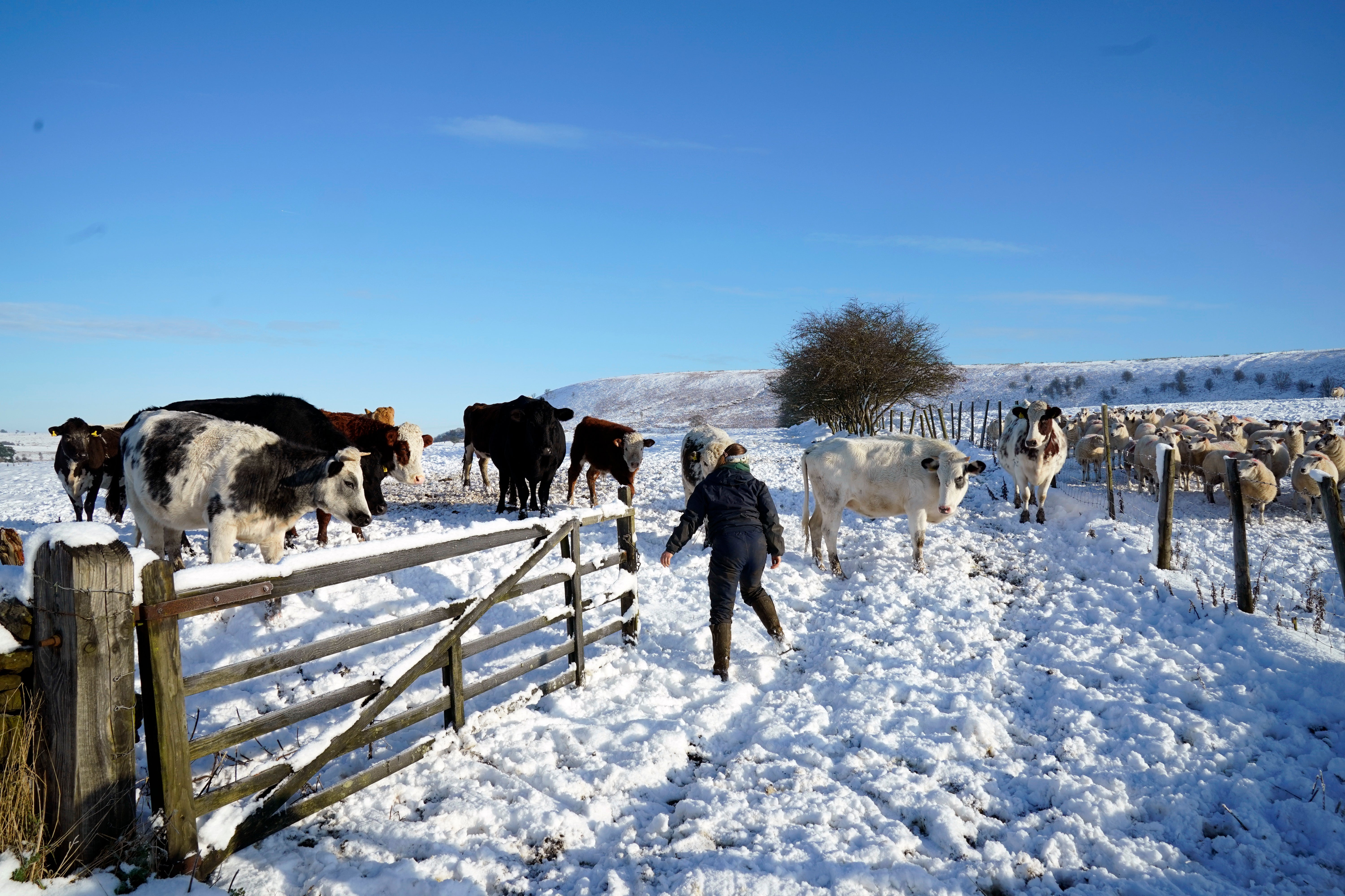 A farmer checks on his cattle in the the North York Moors National Park