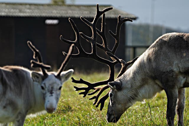 A ‘large number’ of the animals stopped traffic (Owen Humphreys/PA)