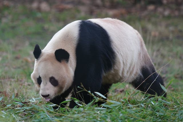 Giant panda Yang Guang (pictured) and Tian Tian make their way back to China after spending 12 years at Edinburgh Zoo (Jane Barlow/PA)