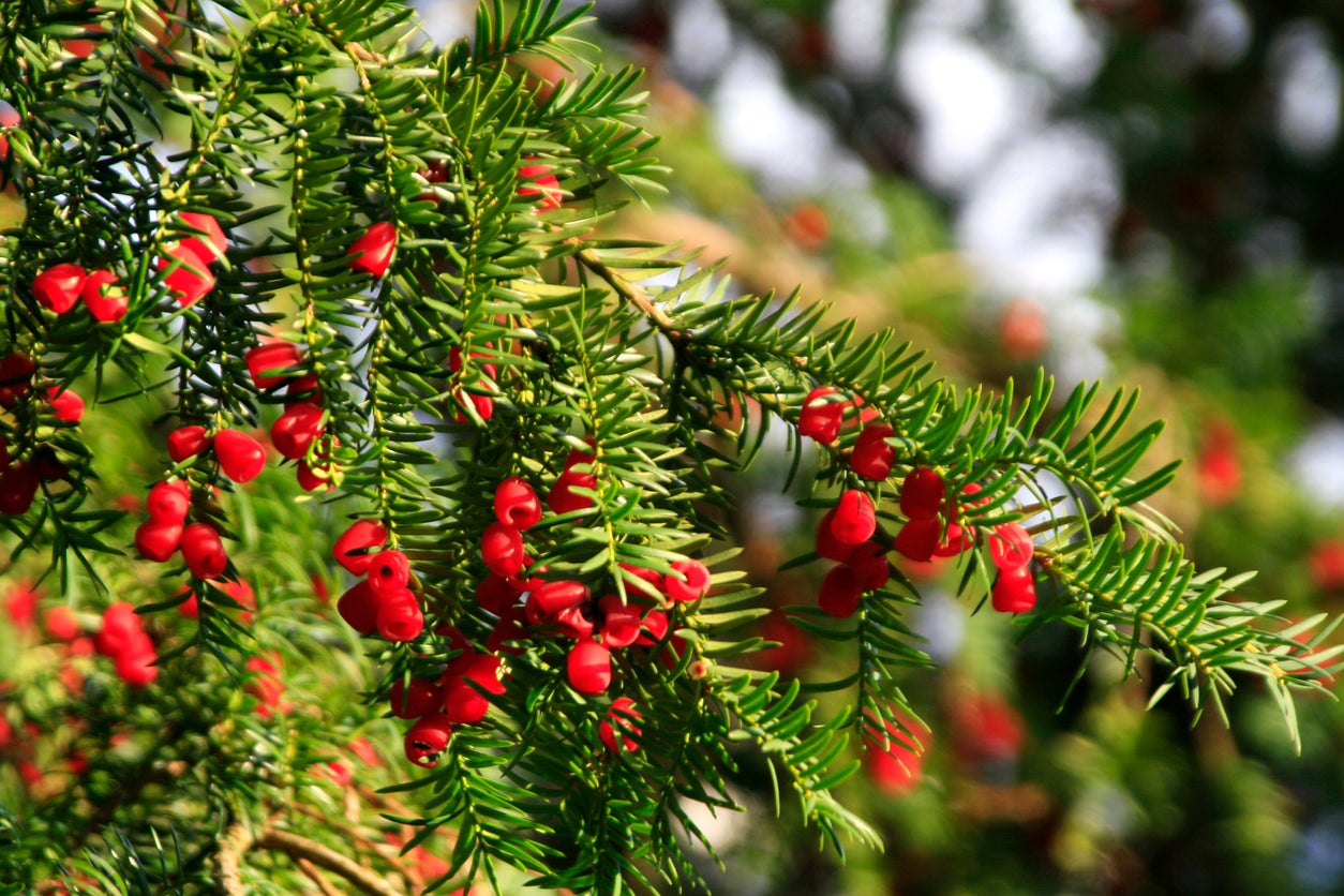 Toxicological evidence was that yew tree poisoning in humans was rare, but that several cases had been reported