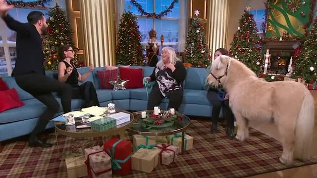 <p>This Morning descends into chaos as miniature pony spooks guest cat as Rylan Clark forced to intervene.</p>