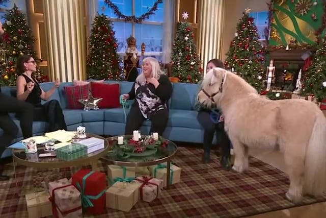 <p>This Morning descends into chaos as miniature pony spooks guest cat as Rylan Clark forced to intervene.</p>