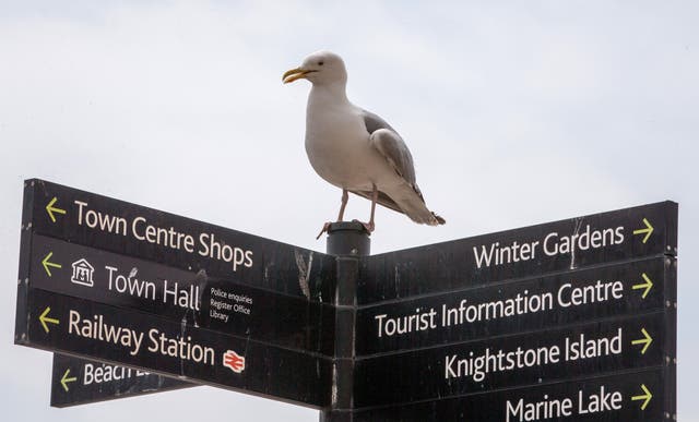 <p>Seagulls are a “significant source” of the poor quality of bathing water off Weston’s beach </p>