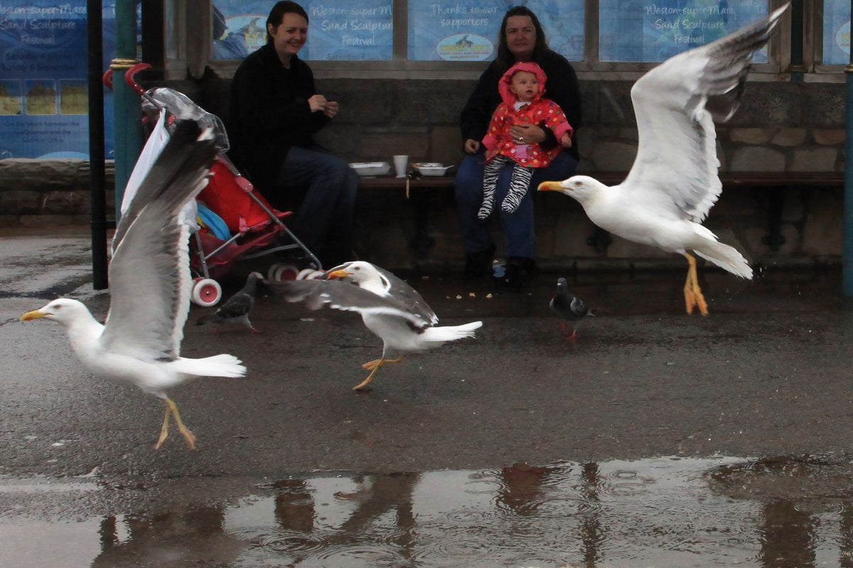 Scottish government accused of prioritising divebombing seagulls over people