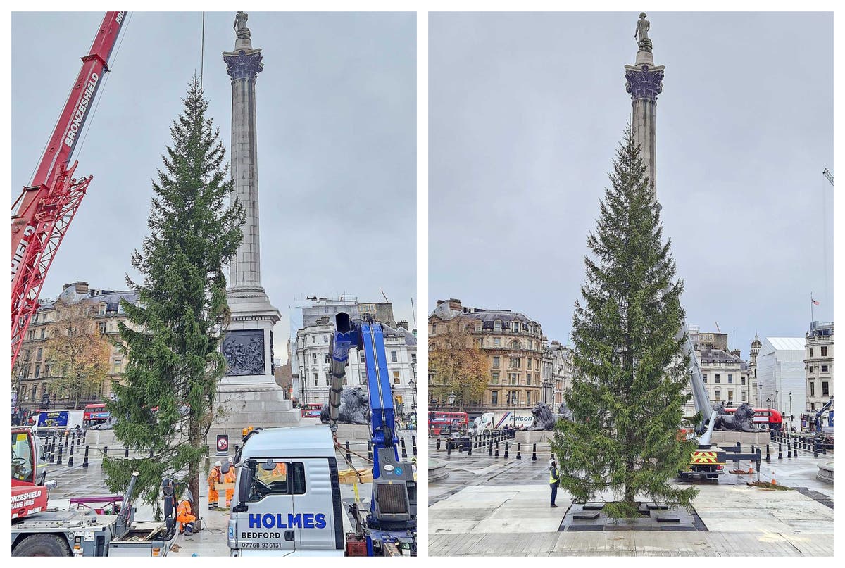 Коледната елха на площад Трафалгар се подиграва след пристигането си от Норвегия: „Къде е другата половина от нея?“