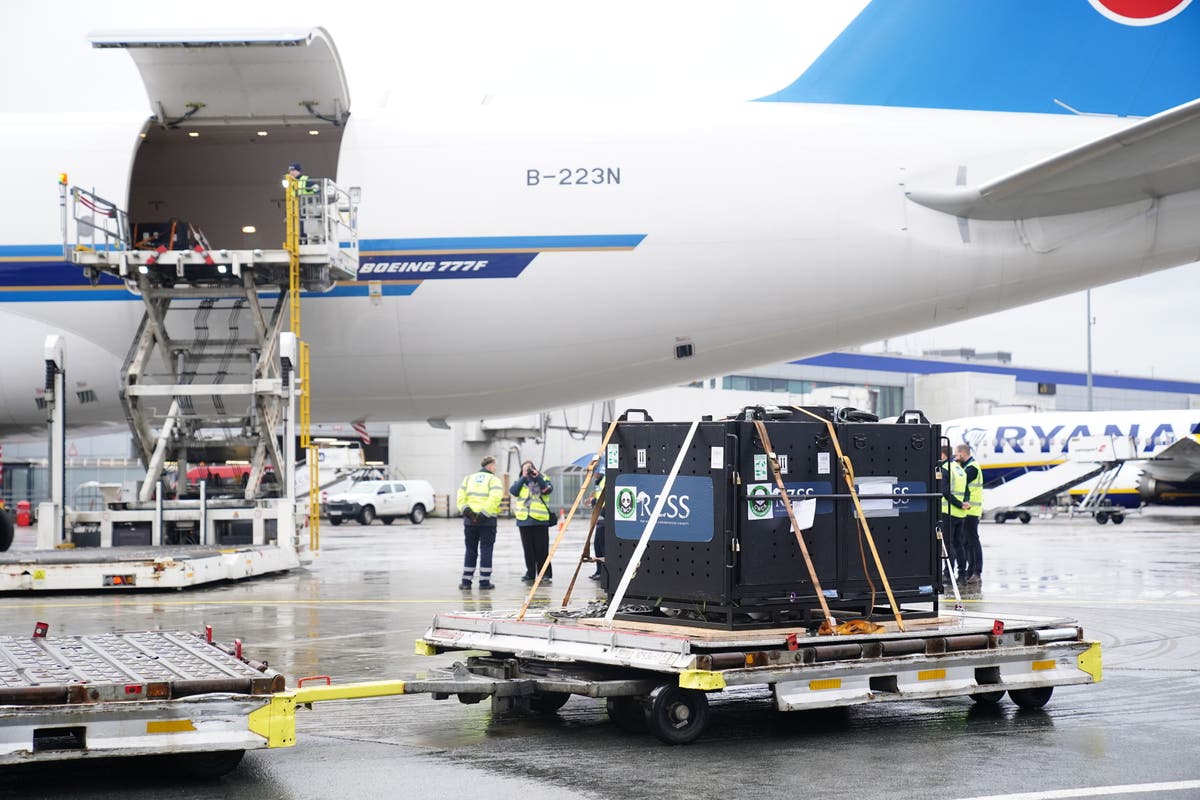 Pandas get to travel first-class from Scotland to China