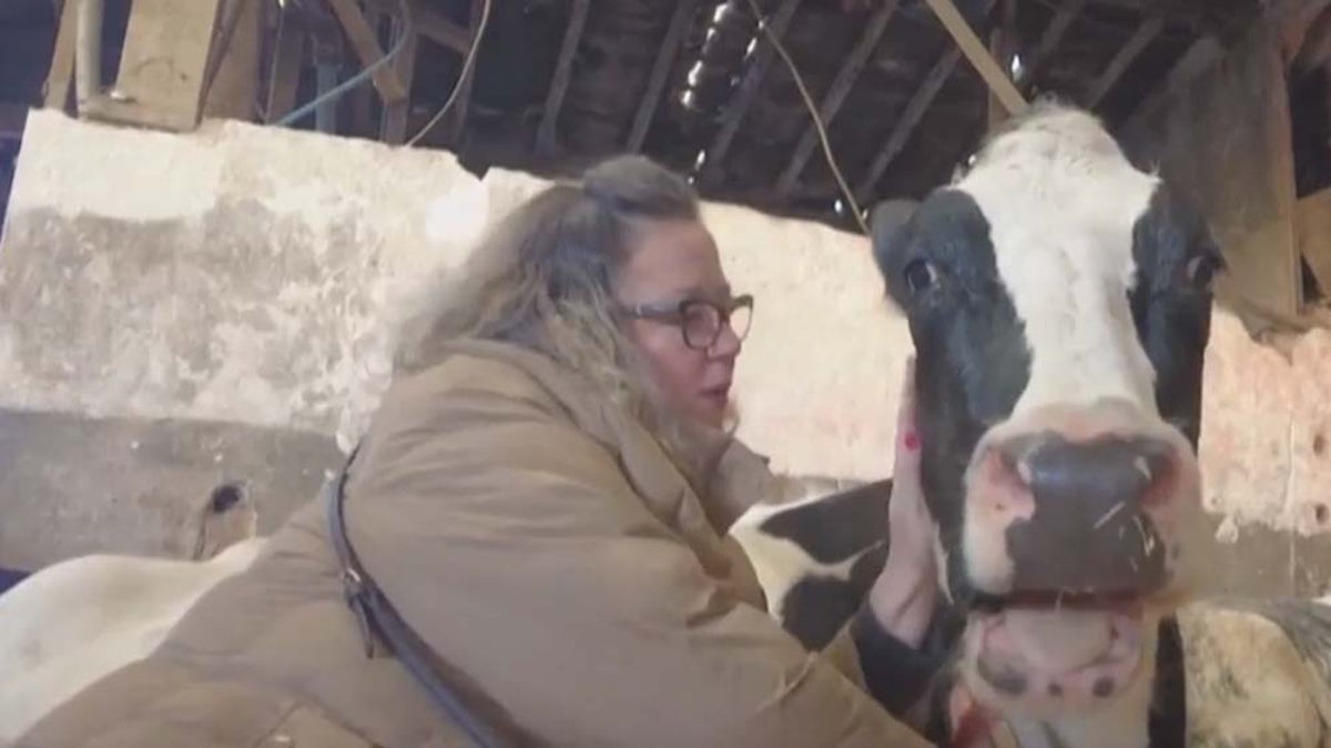 Stressed? This farm will let you cuddle their cows
