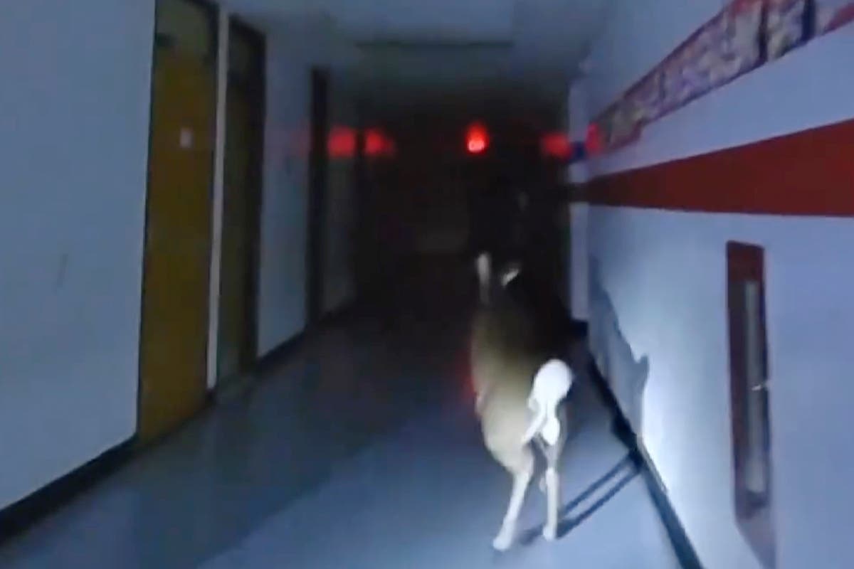 Когато полицаите се натъкнаха на елена на стълбището животното което