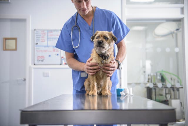 <p>A potentially fatal illness is rising among dogs - here’s the symptoms to watch for and when to call the vet</p>