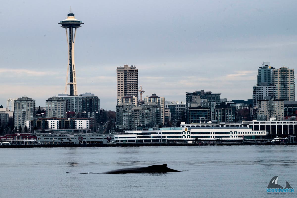 Снимки заснемат посещението на гърбат кит в Сиатъл, пробивайки във водите пред Space Needle