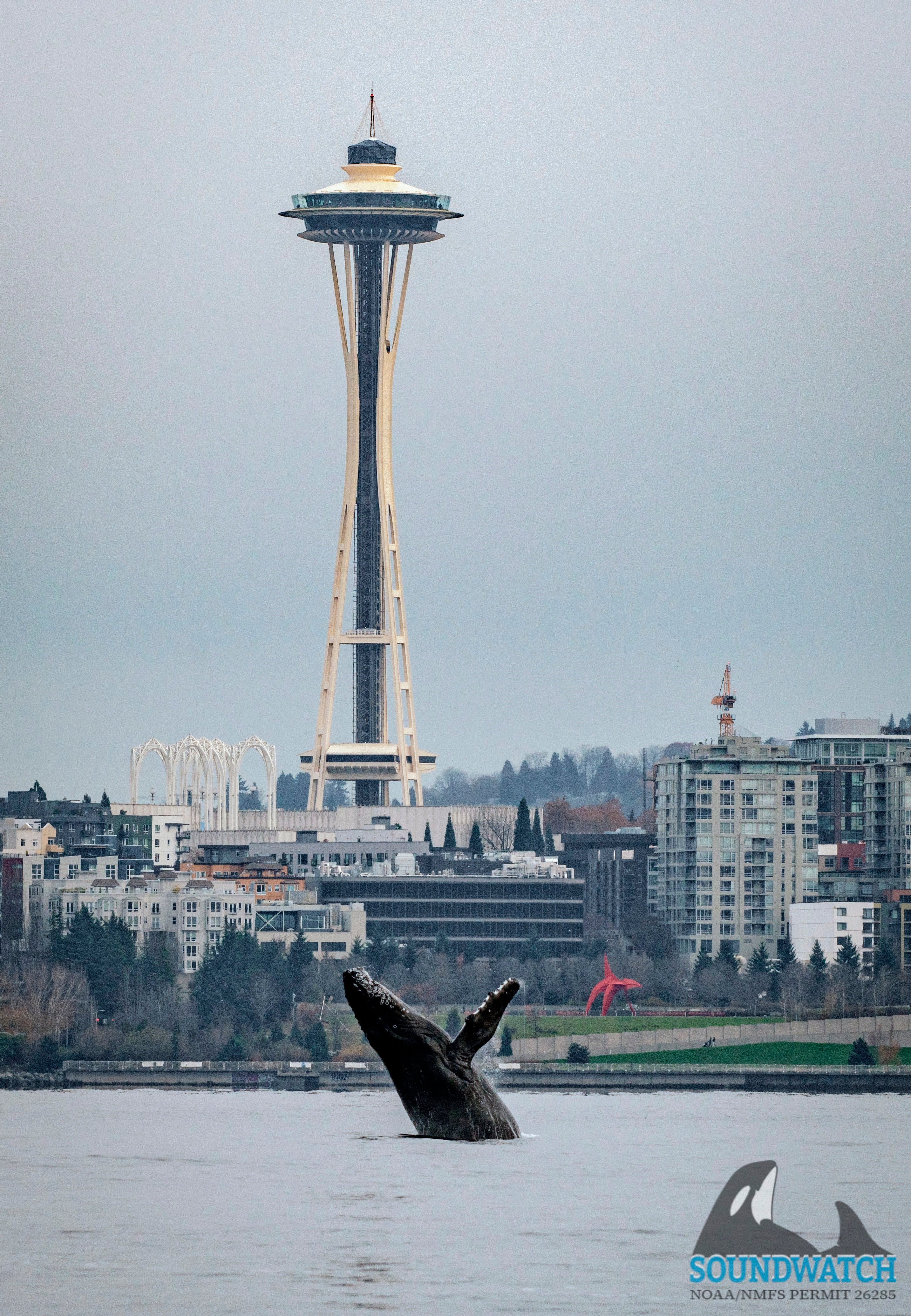 Seattle Breaching Humpback
