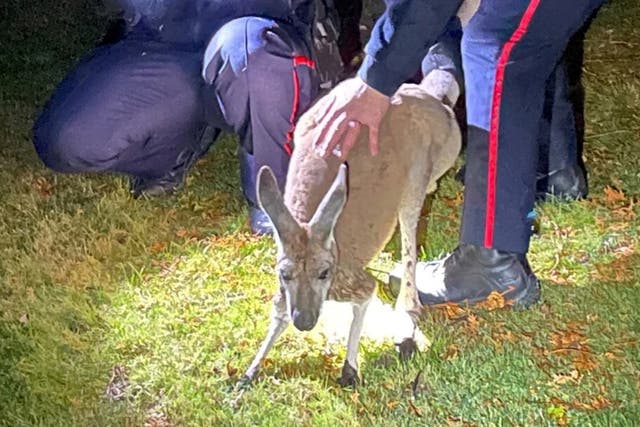 <p>Durham Regional Police Service officers hold an escaped female kangaroo during its recapture in Oshawa</p>