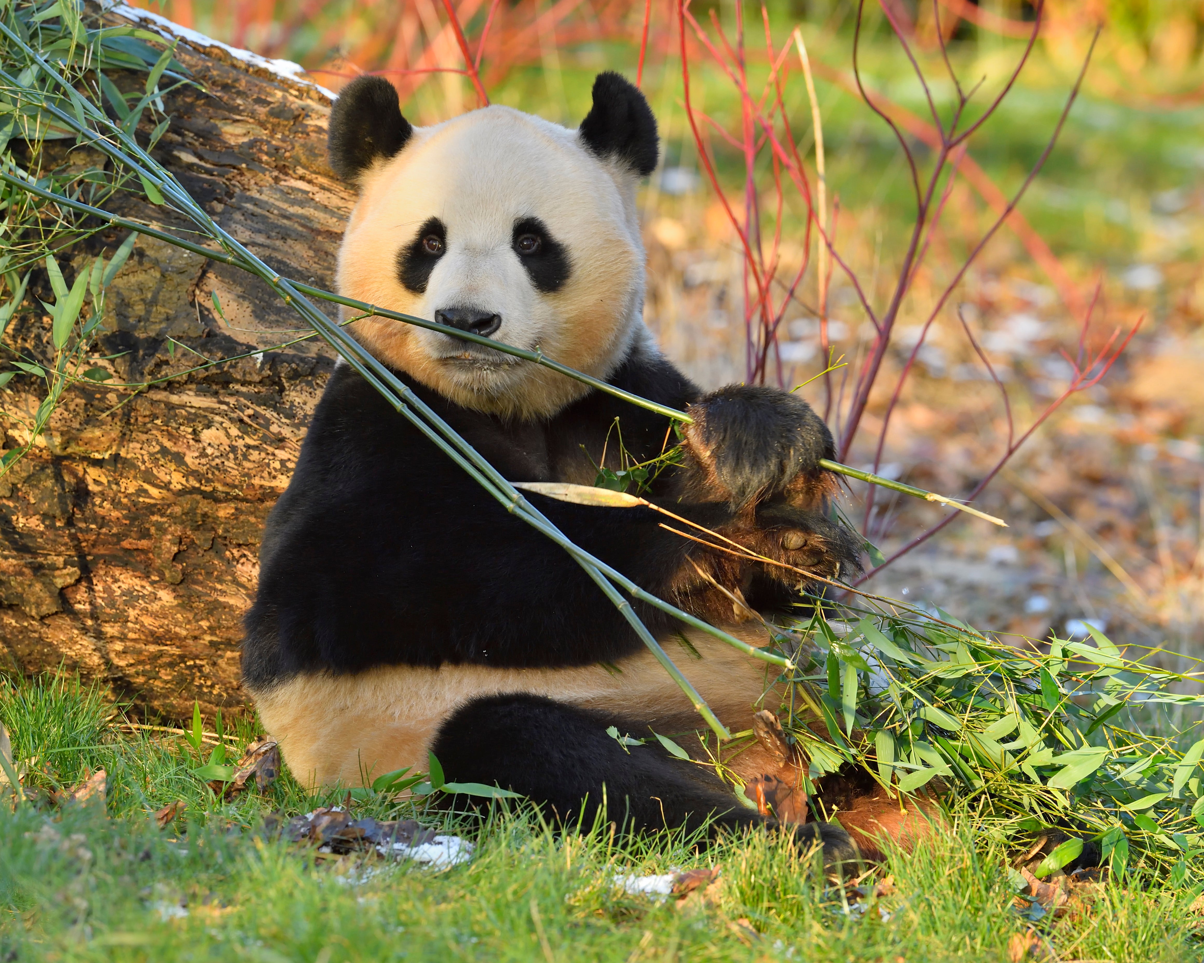 Yang Guang eats bamboo at Edinburgh Zoo in Scotland