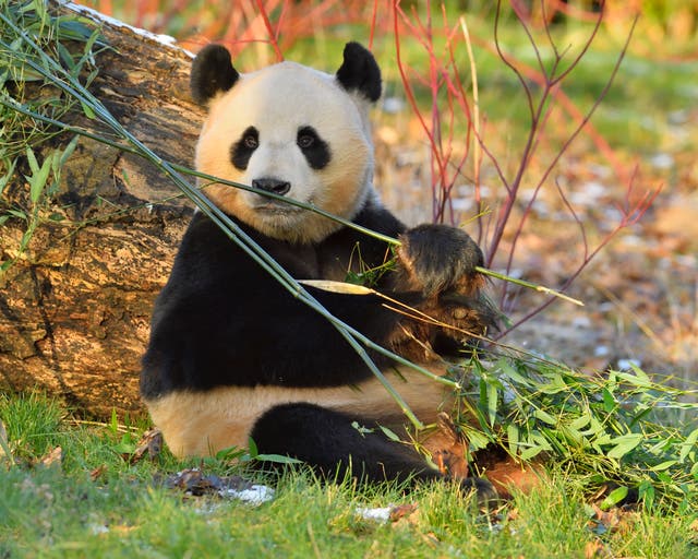 <p>Yang Guang eats bamboo at Edinburgh Zoo in Scotland </p>