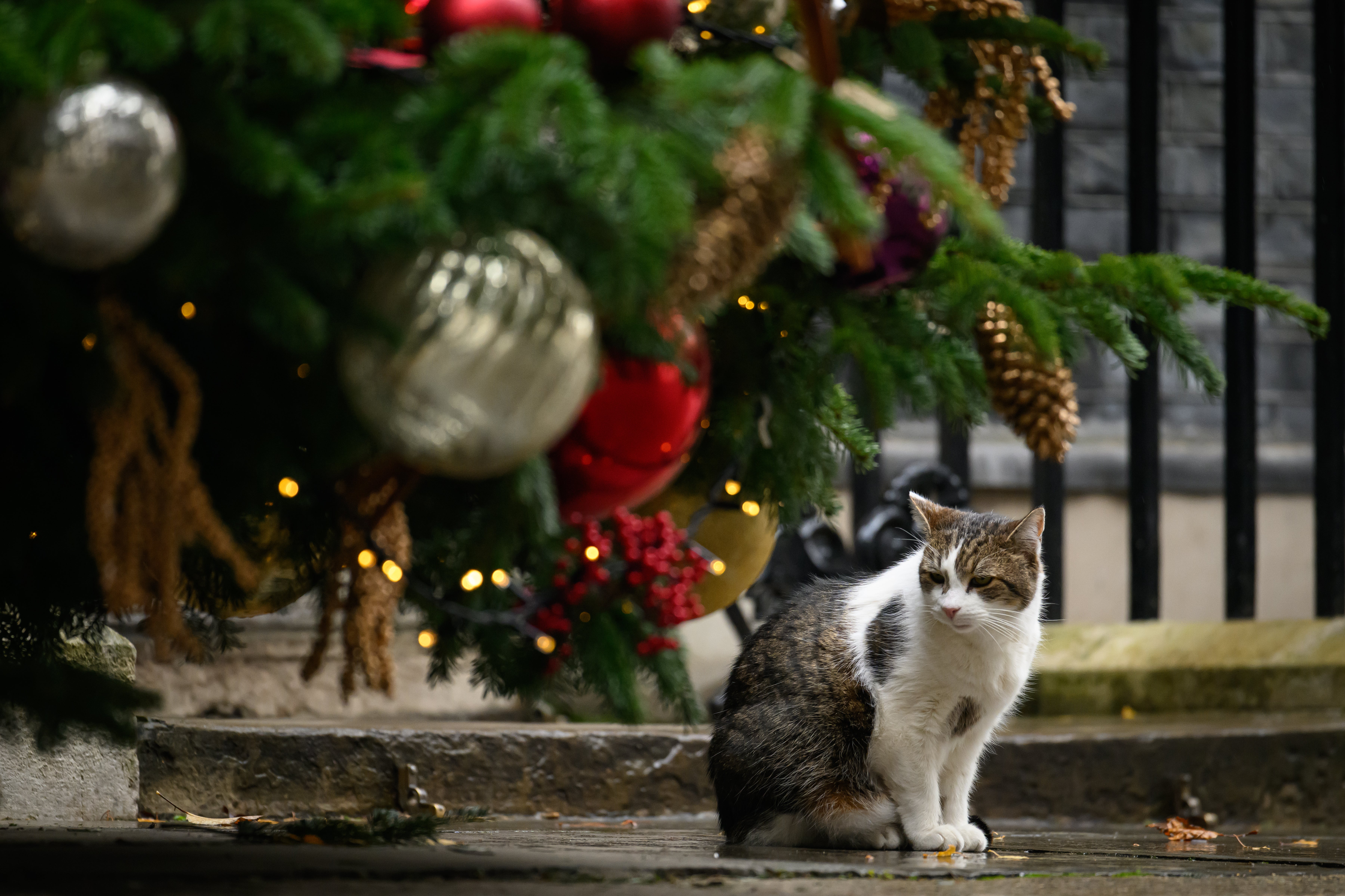 Larry the cat outside 10 Downing Street