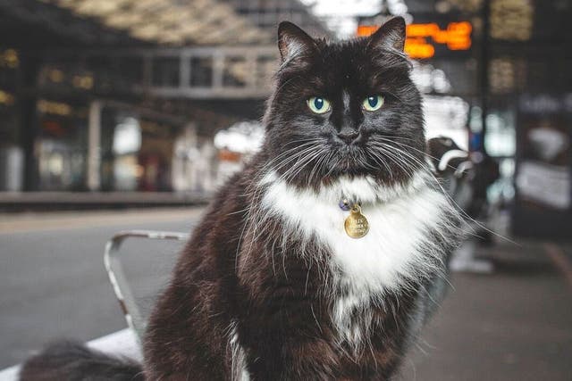 The death of a railway station cat with hundreds of thousands of social media followers has sparked an outpouring of grief (TransPennine Express/PA)