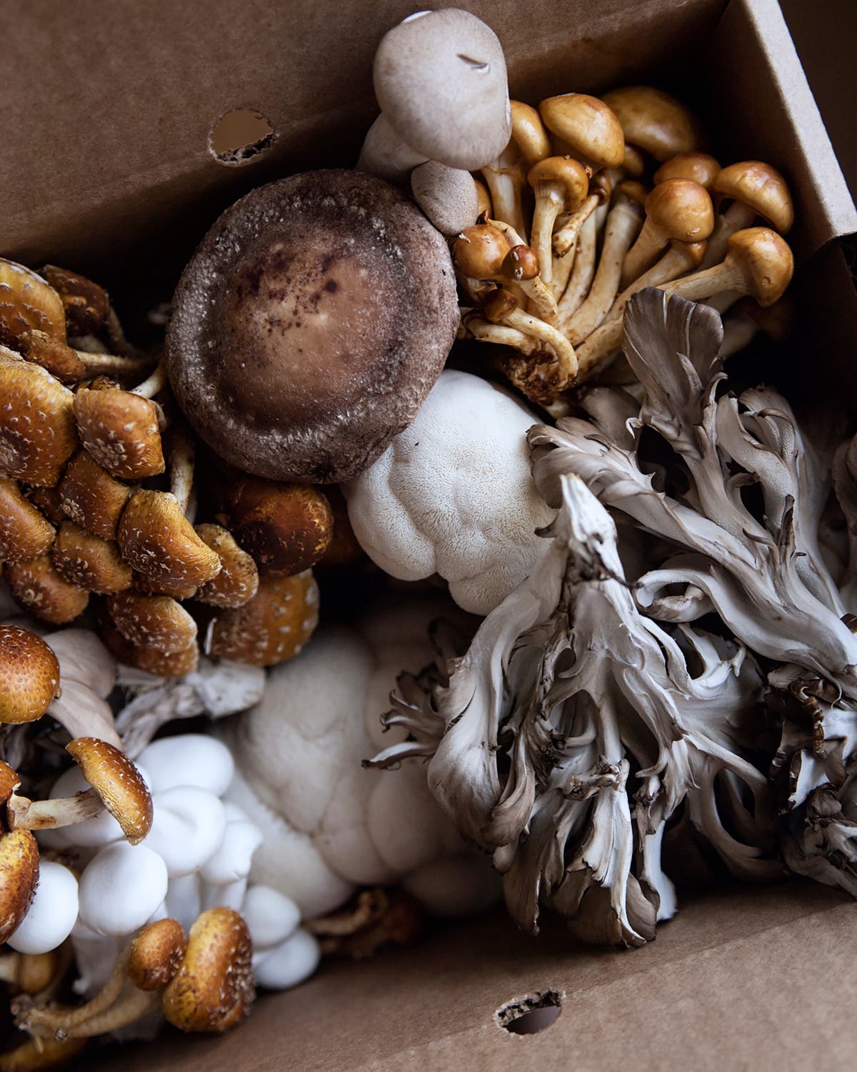 Why you should grow your own mushrooms at home 
