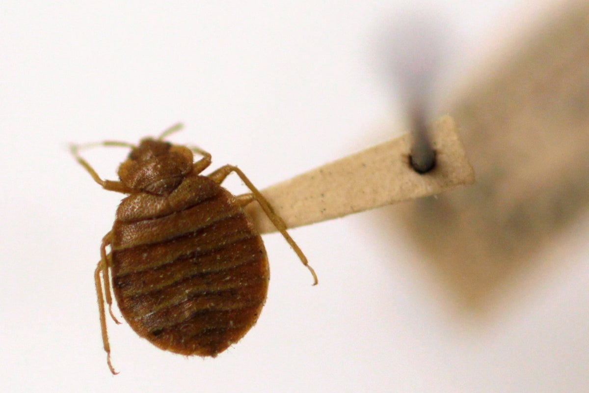 Bedbug numbers soared when humans left caves and moved to cities, scientists find
