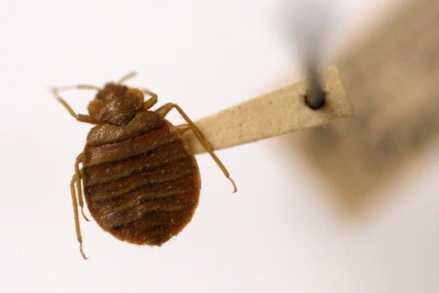 Greece Bedbug Hoax