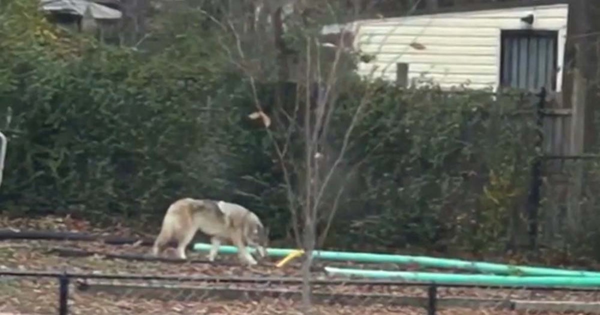 Wolf-dog hybrid' filmed roaming neighbourhood in Maryland