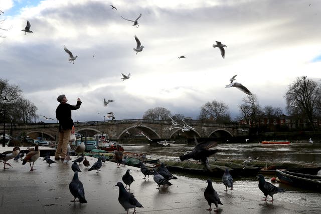 <p>File: A man feeds the birds on the banks of the River Thames at Richmond-Upon-Thames</p>