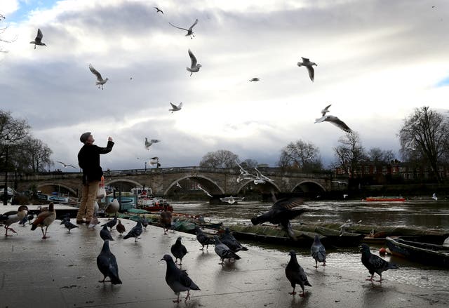 <p>File: A man feeds the birds on the banks of the River Thames at Richmond-Upon-Thames</p>