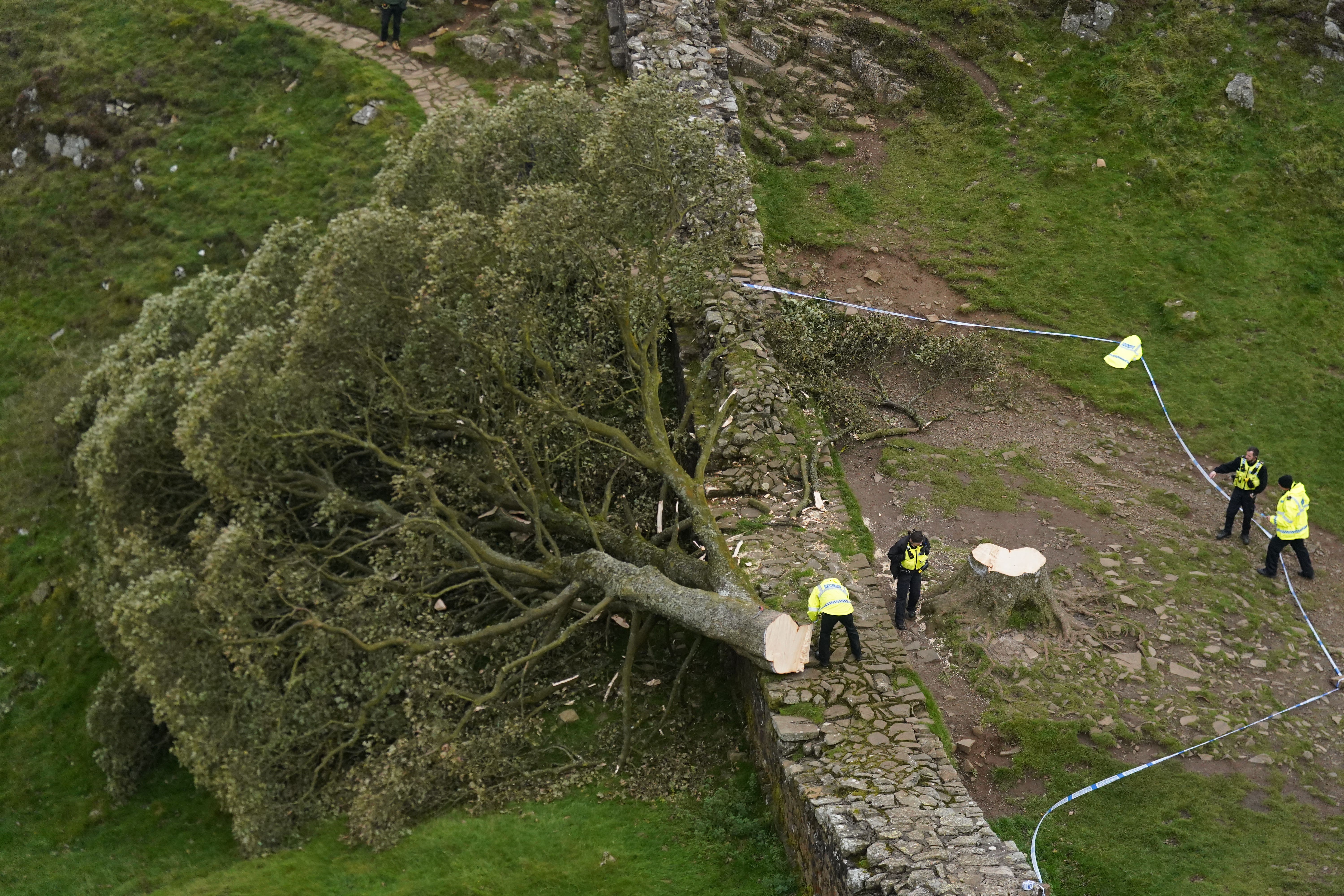 Police officers look at the felled tree at Sycamore Gap, next to Hadrian’s Wall, in Northumberland
