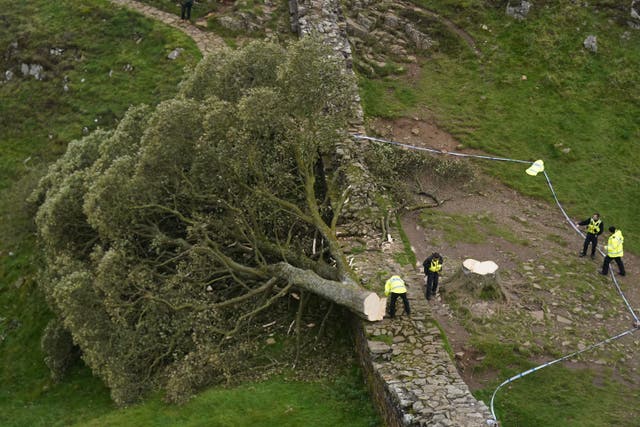 <p>Police officers look at the felled tree at Sycamore Gap, next to Hadrian’s Wall, in Northumberland.</p>