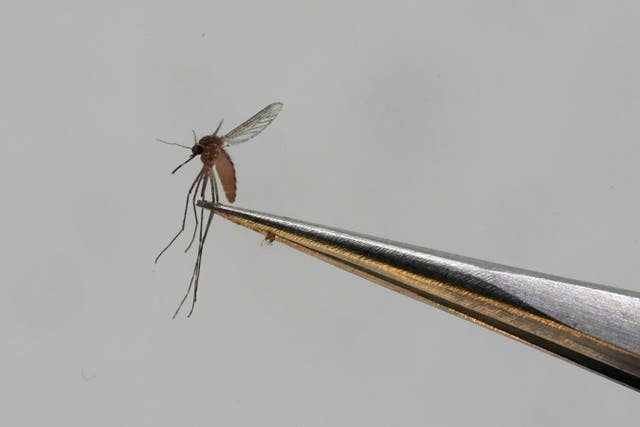 Mali Dengue Fever